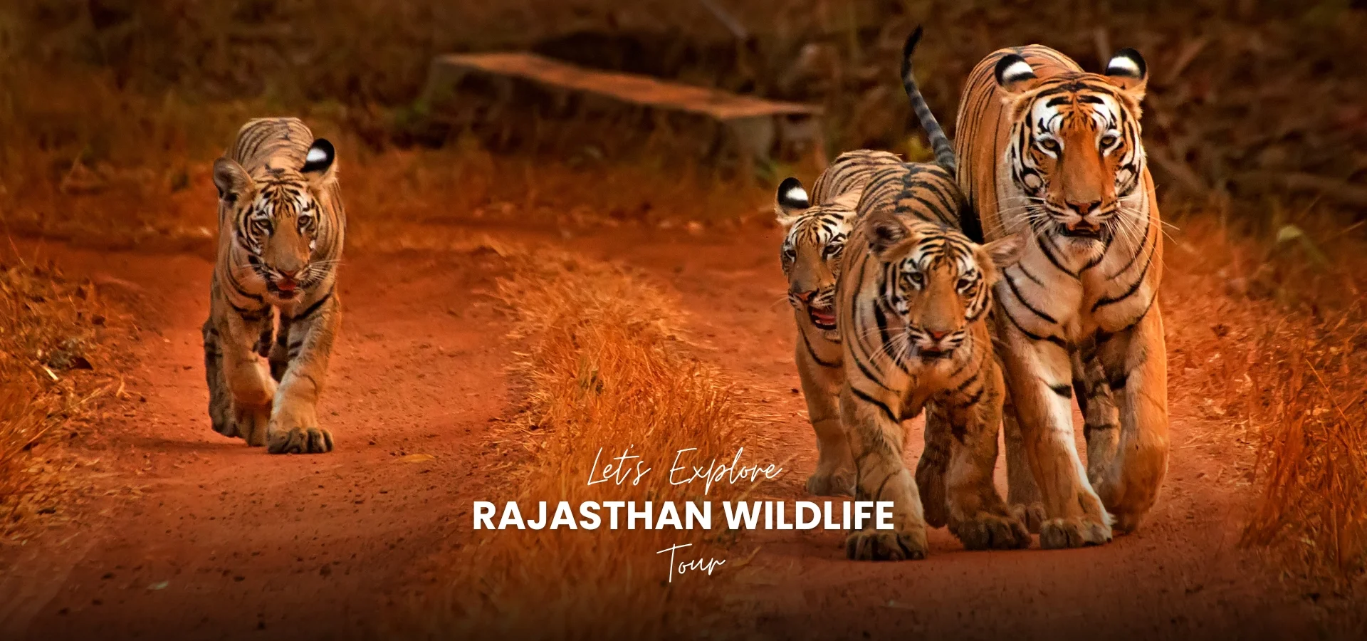 Rajasthan Wildlife Tour